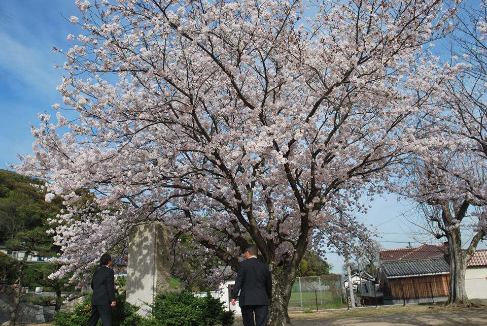 桜